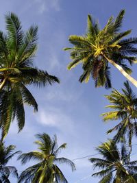 Low angle view of palm trees against sky