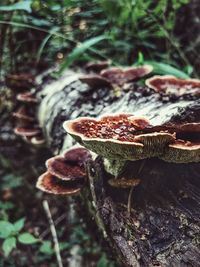 Close-up of mushroom growing in forest