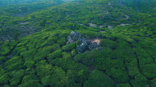 High angle view of green landscape