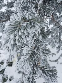 Close-up of snow covered pine tree