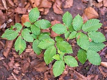 Directly above shot of plants growing on field