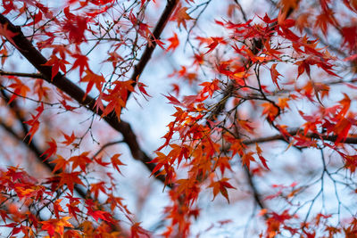 Low angle view of autumnal leaves on tree