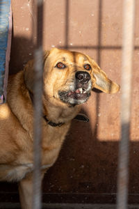 Close-up of dog