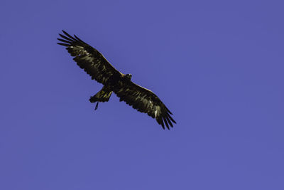 Low angle view of eagle flying against clear blue sky