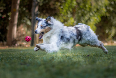 Dog with ball on grass