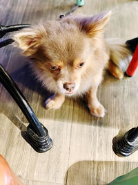 High angle portrait of puppy on floor