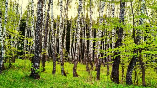 Pine trees in forest