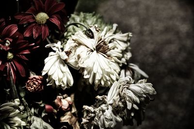 Close-up of wilted flowering plant