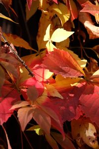 Close-up of bougainvillea autumn leaves
