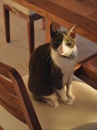 Cat  sitting on chair at golden hour