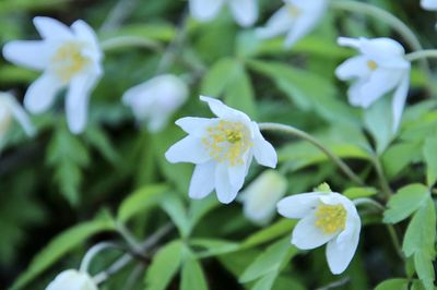 Close-up of white flowering plant