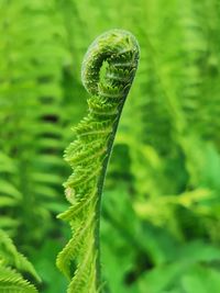 ferns and horsetails