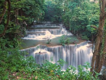 Scenic view of waterfall in forest