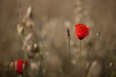 Close-up of red poppy flowers growing on field