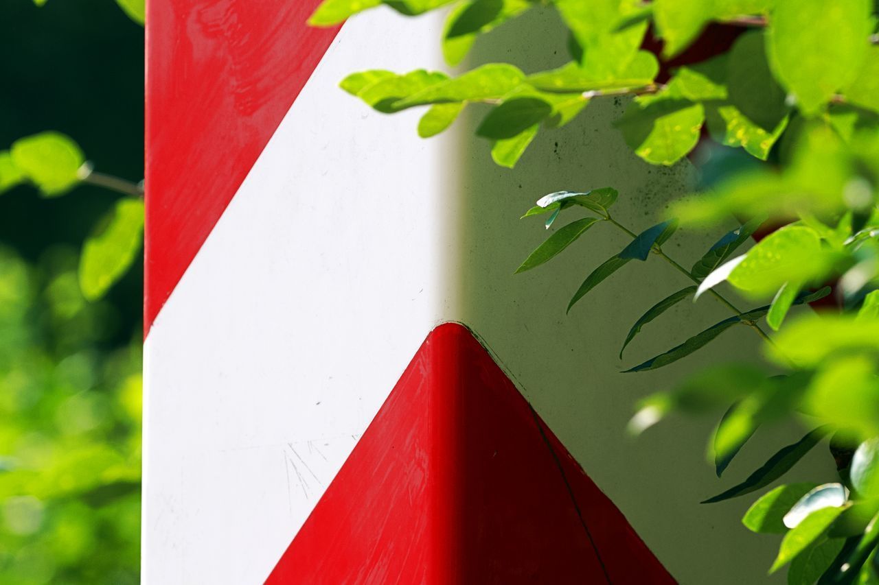 HIGH ANGLE VIEW OF PLANT ON GREEN LEAF