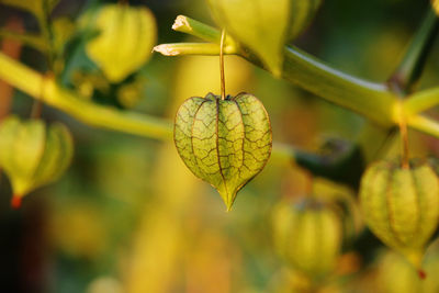 Close-up of fruits growing on plant