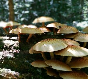 Close-up of mushroom growing in forest