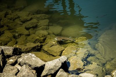 High angle view of fish in sea