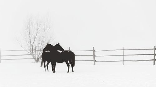 Horse on snow covered landscape