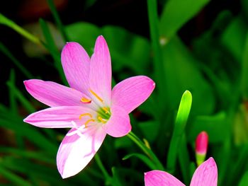 Close-up of pink crocus flower