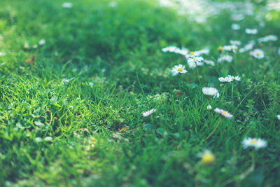 White flowers growing on grassy field