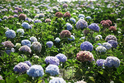 Close-up of plants