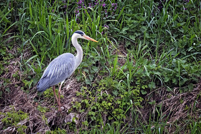 High angle view of gray heron