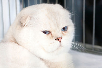 Close-up of a white scottish fold cat looking away.