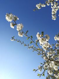 Low angle view of cherry blossoms against clear blue sky