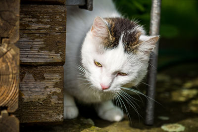 Close-up portrait of cat