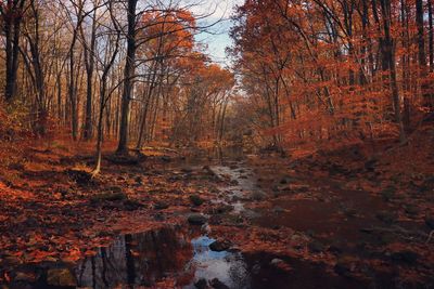 Stream amidst trees at forest during autumn