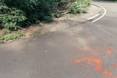 High angle view of road along trees