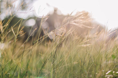 Close-up of wheat growing on field