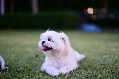 Portrait of white dog on field