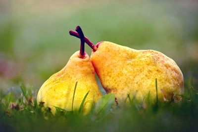Close-up of pears on grass