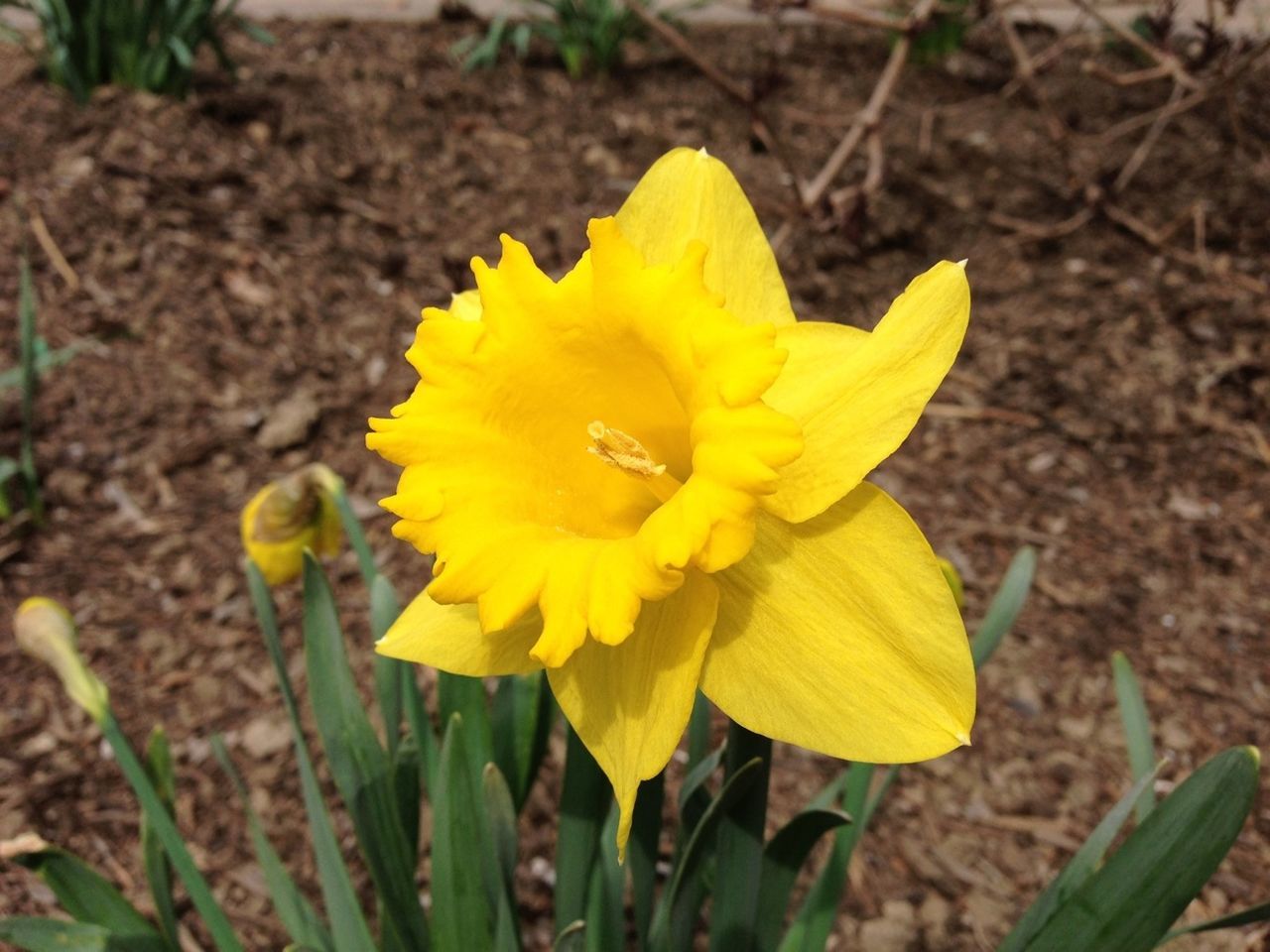 flower, petal, flower head, freshness, fragility, yellow, growth, single flower, close-up, beauty in nature, blooming, focus on foreground, nature, plant, pollen, in bloom, high angle view, day, outdoors, stamen