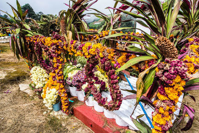 Close-up of multi colored flowering plants