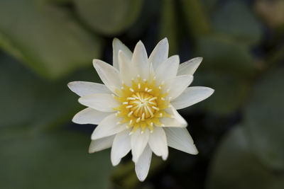 Close-up of white flower