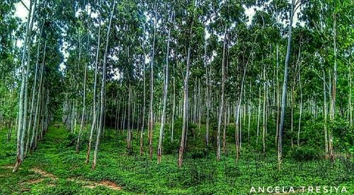 Bamboo trees in forest