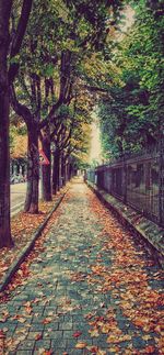 Footpath amidst trees in park during autumn