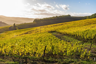 Scenic view of vineyard against sky