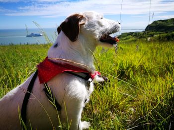 Close-up of dog on field against sky