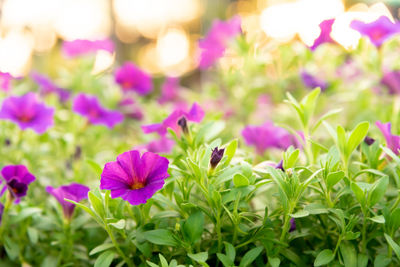 Close-up of pink flowering plant