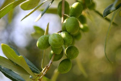 Close-up of berries growing on tree