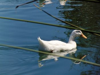 Close-up of swan swimming on lake