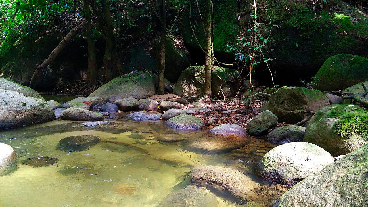 VIEW OF STREAM IN FOREST