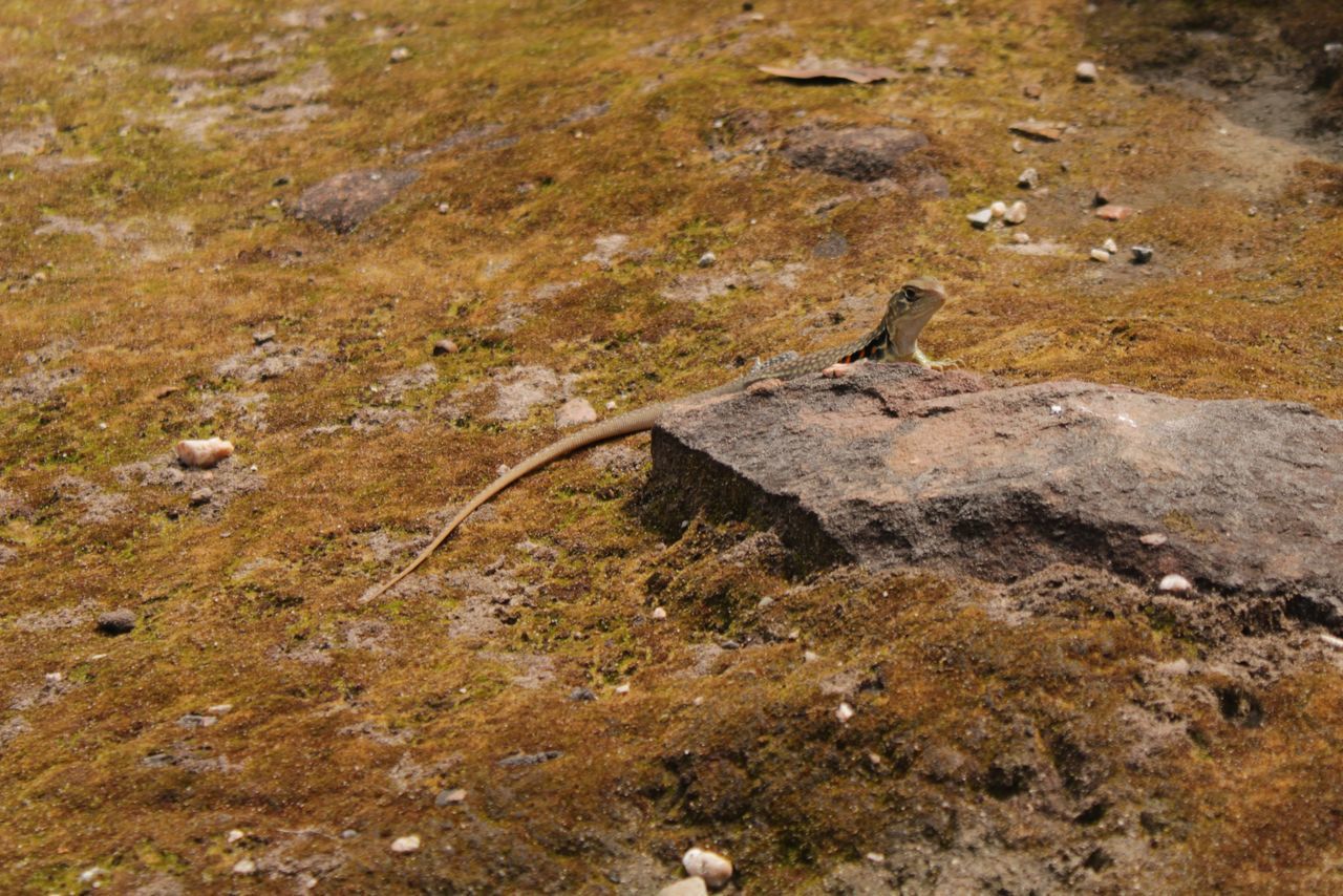 BIRD ON A ROCK