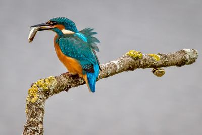 Close-up of a kingfisher perching on a branch