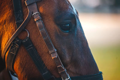 Close-up of horse