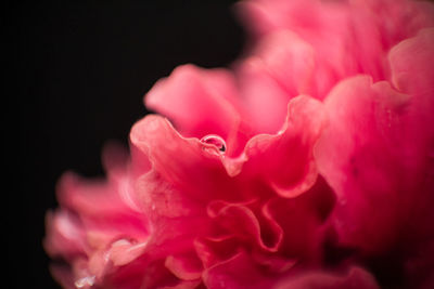Close-up of pink rose against black background
